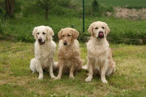 dogs-733957_960_720