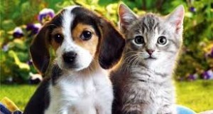 Gatos-perros
