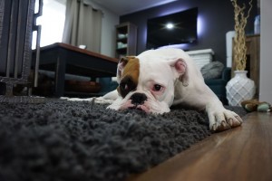 boxer-1562522_960_720
