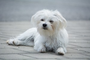 dog-1481270_960_720