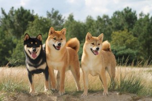 akita