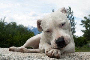 animal-1568734_960_720