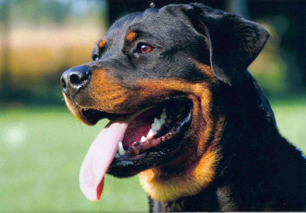 perro-potencialmente-peligroso 