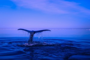 sea 2052650 960 720 300x200 - "Juego de la Ballena Azul": El juego que puede llevarte a la cárcel.