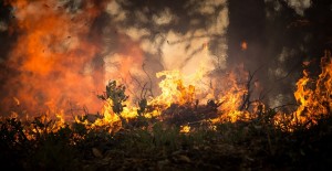 forest-fire-2268729_960_720