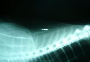 1280px-Feline_identifying_microchip