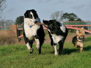 border-collie-1167926_960_720
