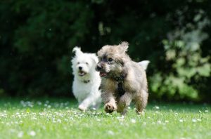 two-race-dogs-750570_960_720