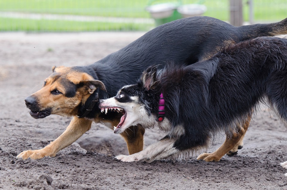 Juegos para relajar a tu perro - La Curiosidad Salvó Al Gato