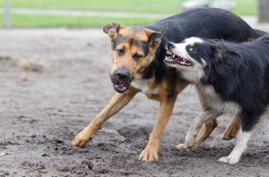 Border Collie 672765 960 720