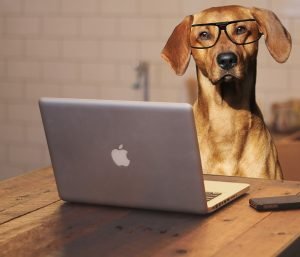 dog 2983021 960 720 300x257 - ¿Cuándo necesito un abogado de Derecho Animal?