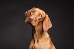 dog 3277416 960 720 300x200 - ¿Cuándo necesito un abogado de Derecho Animal?