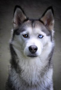 husky 2671006 960 720 204x300 - ¿Cuándo necesito un abogado de Derecho Animal?