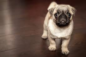 images - ¿Cuándo necesito un abogado de Derecho Animal?