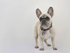 French Bulldog 2734703 960 720