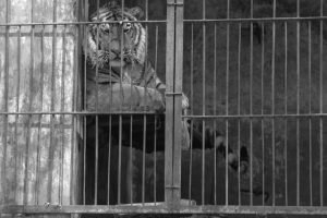 tiger 2770644 960 720 300x200 - ¿ A qué se considera maltrato animal?