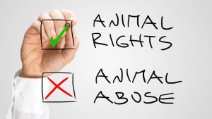 shutterstock 224686798 300x169 - ¿Se pueden solicitar medidas cautelares ante un caso de maltrato animal?