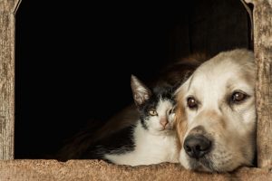 Closeup Shot Of The Snouts Of Cute Dog And Cat Sitting Cheek To Cheek 300x200