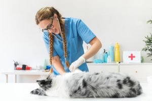 portrait of female veterinarian examining the dog on table in clinic 300x200 - ¿Puedo denunciar a las personas que ponen veneno en los parques?