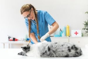 Portrait Of Female Veterinarian Examining The Dog On Table In Clinic 300x200