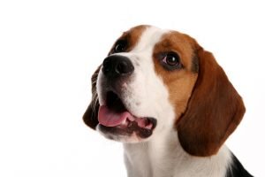 beautiful funy dog 300x200 - ¿Se pueden solicitar medidas cautelares ante un caso de maltrato animal?