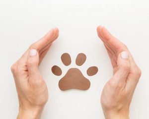 top view of hands protecting paw print for animal day 300x240 - ¿Se pueden solicitar medidas cautelares ante un caso de maltrato animal?
