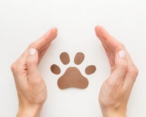 Top View Of Hands Protecting Paw Print For Animal Day