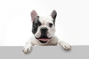 french bulldog young dog posing 300x200 - ¿Es delito no devolver una mascota a su dueño?