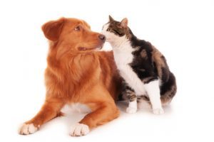 Isolated Shot Of Retriever Dog Snuggling With Calico Cat In Front Of White Background