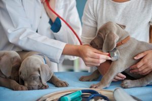 vet doing routine examination 300x200 - ¿Cuáles son las obligaciones que debe cumplir un veterinario?