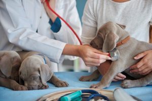 Vet Doing Routine Examination