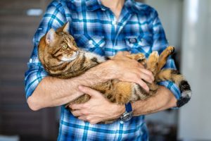 Young Male Holding Cute Bengal Tiger Cat In His Hands