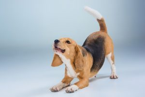 The Beagle Dog On Gray Background 2