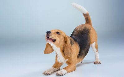 the beagle dog on gray background 400x250 - Blog