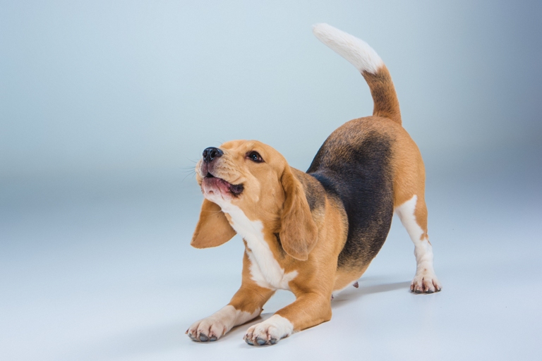 El perro de mi vecino no para de ladrar, ¿Qué puedo hacer?