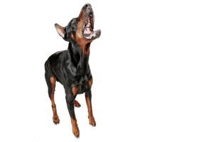 Doberman Dog Isolated On White In Studio 1