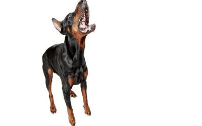 Consecuencias legales si tu perro ataca a otro perro o persona