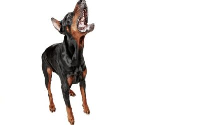 doberman dog isolated on white in studio 400x250 - Blog