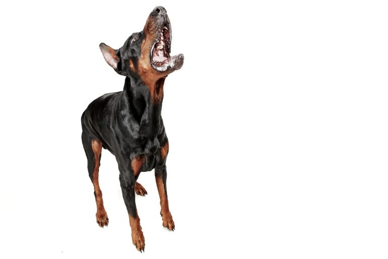 Consecuencias legales si tu perro ataca a otro perro o persona