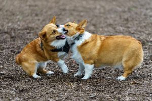 selective focus shot of two welsh corgis playing with each other 300x200 - Consecuencias legales si tu perro ataca a otro perro o persona