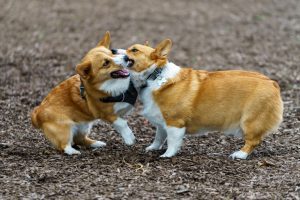 Selective Focus Shot Of Two Welsh Corgis Playing With Each Other