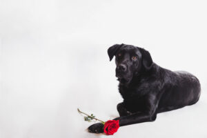 Dog With Rose Paws